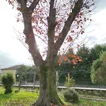 Quinta Do Gestal - Soutelo - Retiro Rural No Minho Natureza & Sossego Perto De Braga 民宿 韦尔迪镇