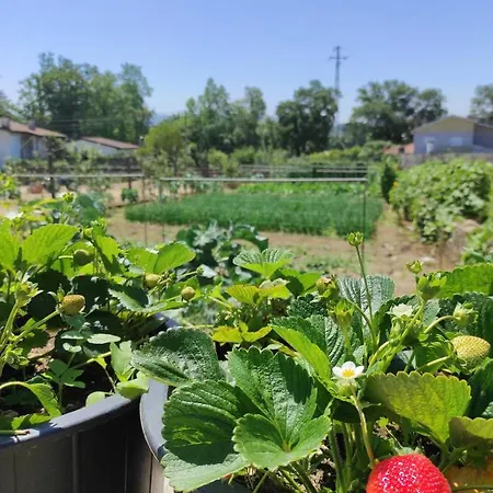 Quinta Do Gestal - Soutelo - Retiro Rural No Minho Natureza & Sossego Perto De Braga 民宿 *