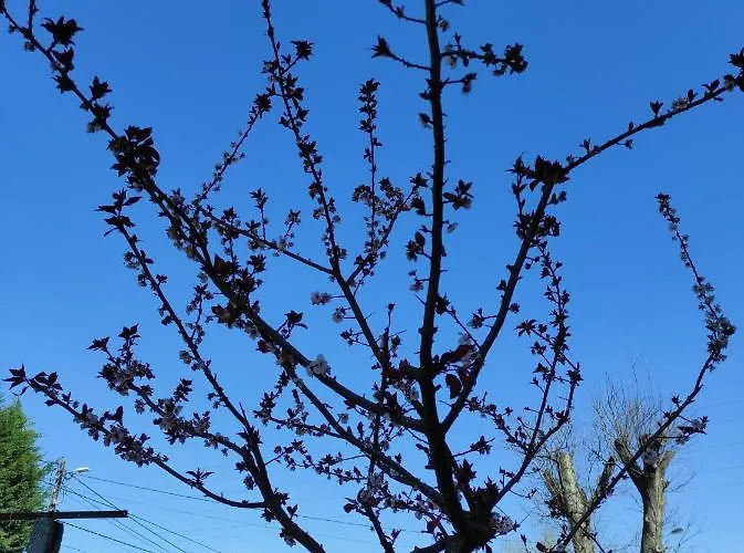 Quinta Do Gestal - Soutelo - Retiro Rural No Minho Natureza & Sossego Perto De Braga Pansiyon Vila Verde (Braga)